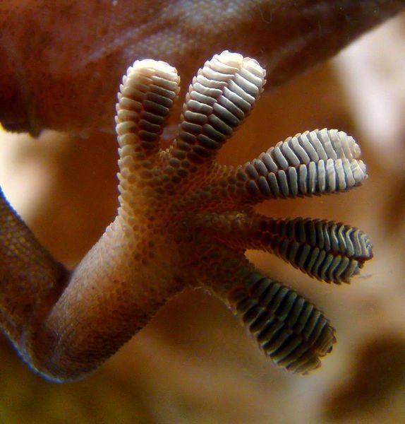 gecko foot on glass gecko foot on glass