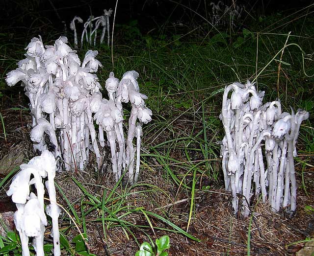 ghost_plant_jason_sturner ghost plant, monotropa uniflora