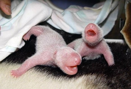 baby giant panda baby giant panda