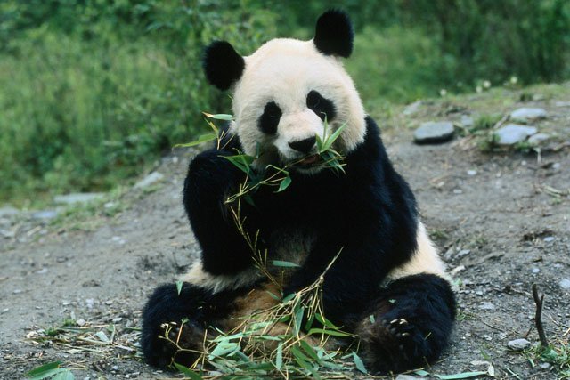 giant_panda_bamboo