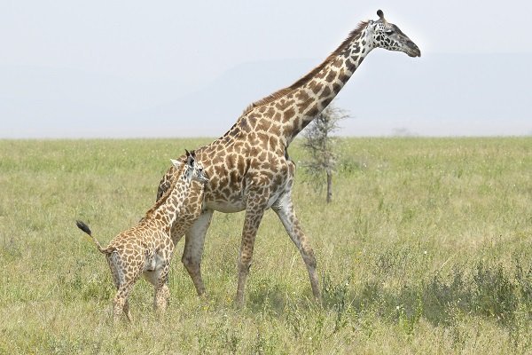 baby giraffe with mother