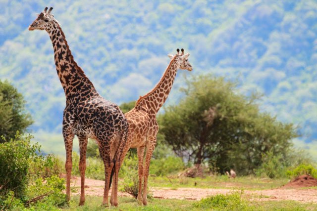 giraffes_trees giraffes