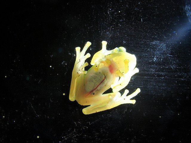 glass_frog_leah glass frog