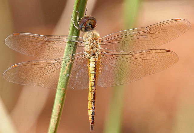 globe_skimmer_dragonfly_photo_credit_garg dragonfly globe skimmer