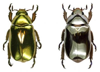 chrysina aurigans limbata photo credit eduardo m libby chrysina aurigans, chrysina limbata, beetles, Costa Rica,