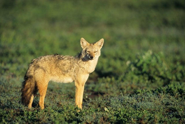 golden_jackal Golden Jackal, Canis aureus