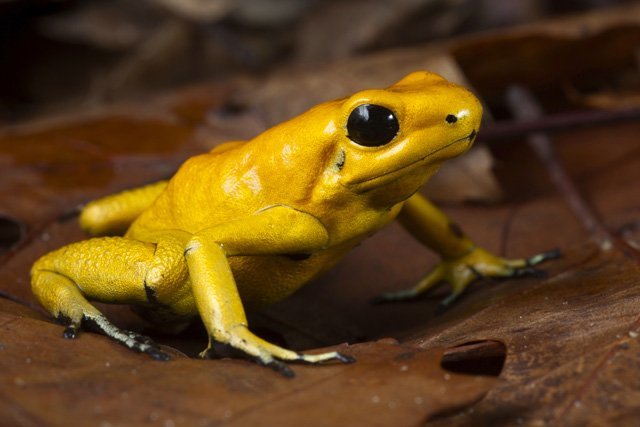 golden poison dart frog golden poison dart frog