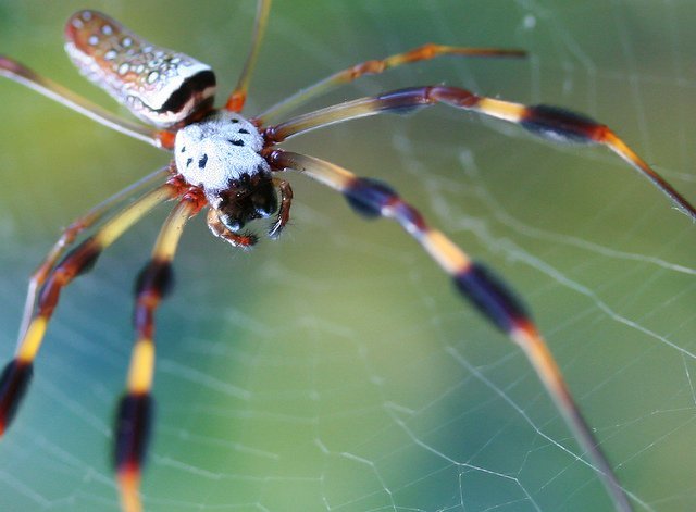 Golden Silk Orb-weaver Golden Silk Orb-weaver, Nephila clavipes
