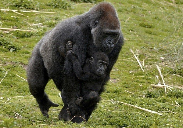 Gorilla dad carrying young