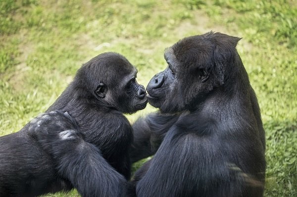 gorrilla mom and baby kissing