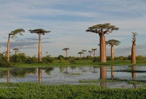 grandidiers_baobab_bernard_gagnon Grandidier’s Baobab. Adansonia grandidieri
