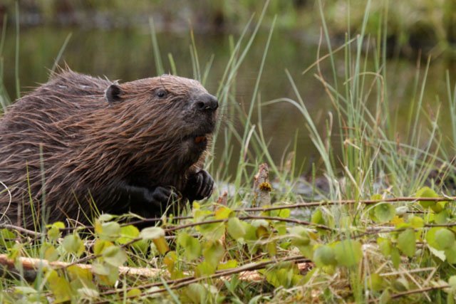 grass_and_beaver beaver grass