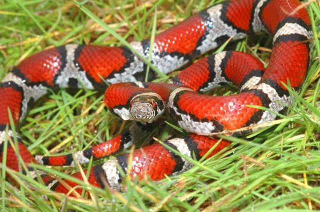 red_milk_snake red milksnake, Lampropeltis triangulum syspila