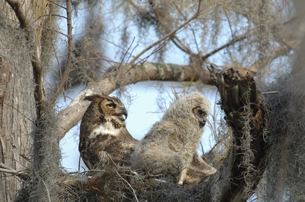 Great horned owl dad