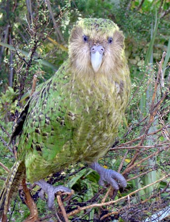 kakapo kakapo parrot bird