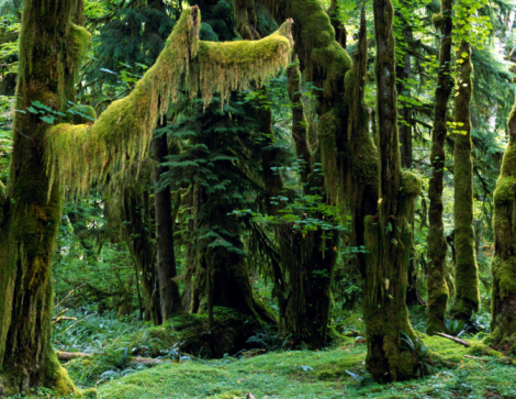 green rainforest green rainforest