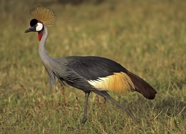 grey crowned crane grey crowned crane