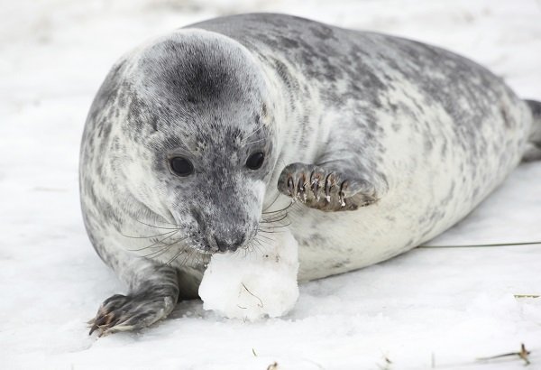 grey seal