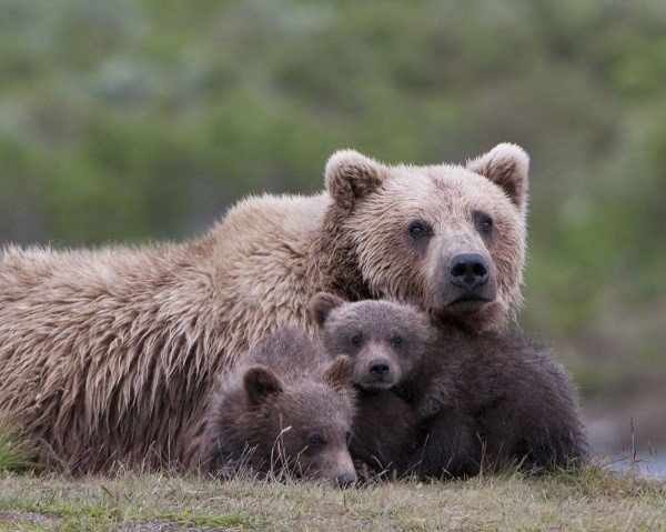 Grizzly Bear Family