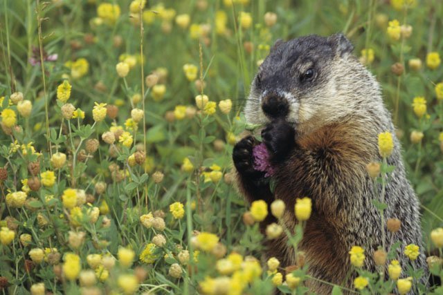 woodchuck eating wildflowers woodchuck groundhog wildflowers