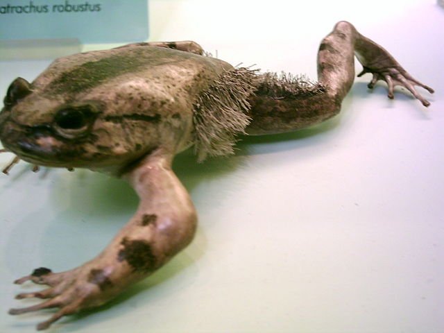 hairy_frog_ gustavocarra hairy frog