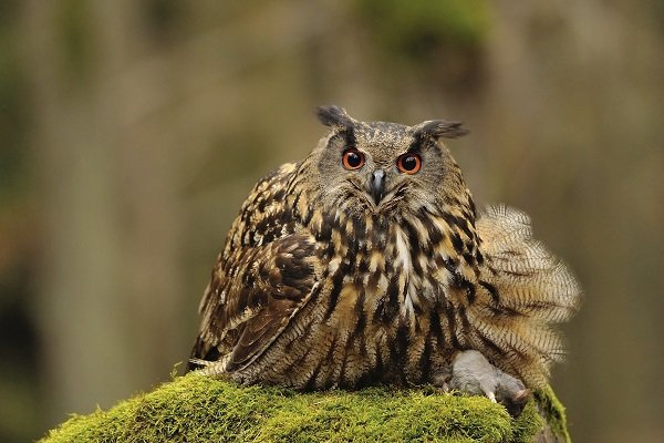 Eurasian Eagle Owl holding mouse as prey