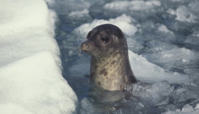 harbour seal