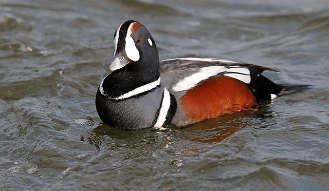 harlequin_duck_peter_massas harlequin duck, water animal, sea bird