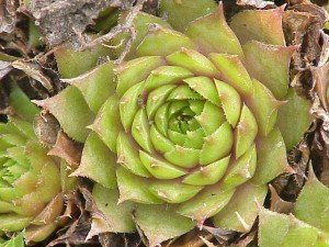 hens_and_chicks_kurt_ stuber Hen and Chicks plant