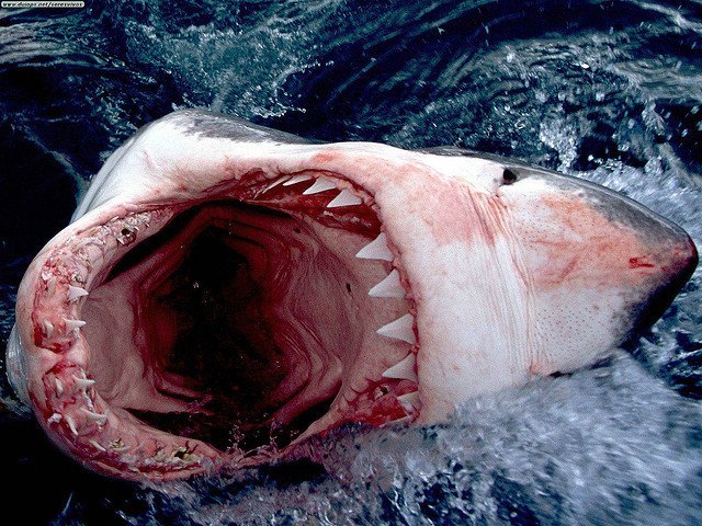 herman_yung_great_white_shark great white shark