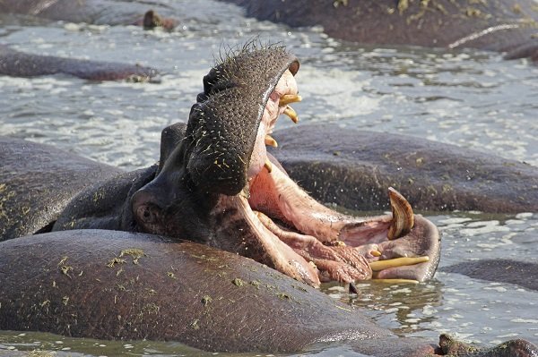 Hippo yawning and displaying teeth