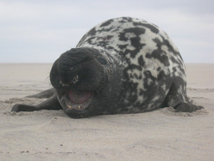 cystophora cristata hooded seal photo credit sea mammal research unit hooded seal cysophora cristata