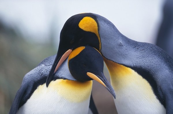 hugging penguins