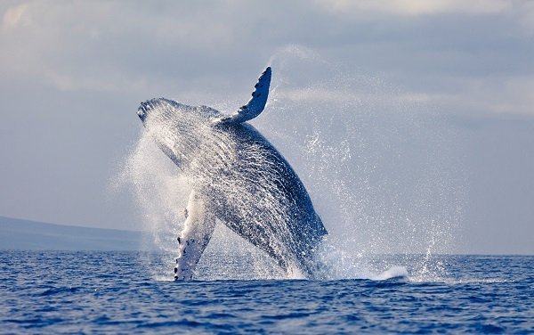 humback whale breaching