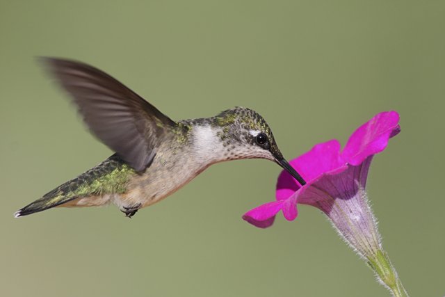 Juvenile Ruby-throated Hummingbird (archilochus colubris)