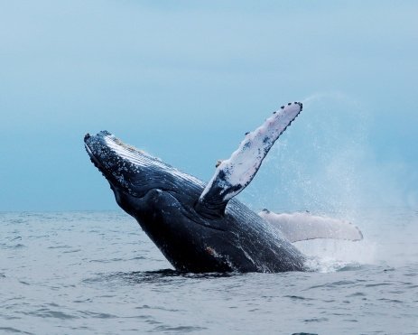 humpback_whale humpback whale jumping