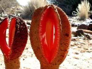hydnora_afticana_lytton_john_musselman hydnora afticana, Jackal Food