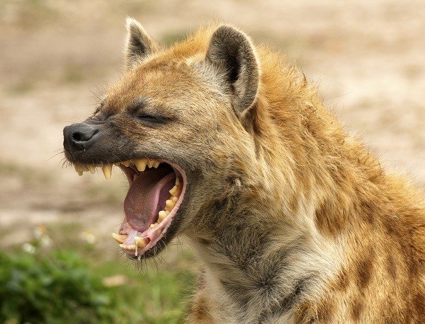hyena_teeth