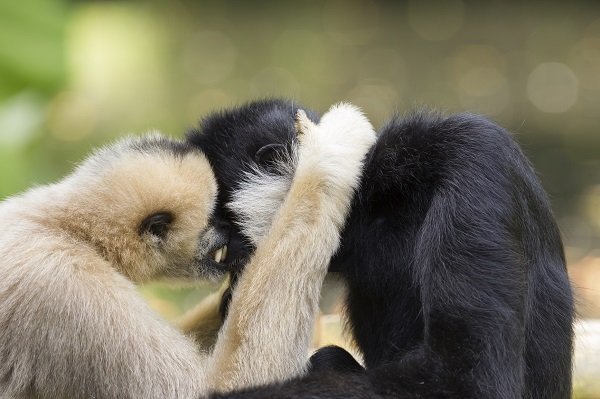 Northern white-cheeked gibbons cuddling