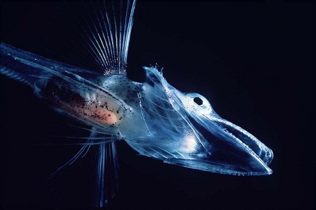 icefish icefish