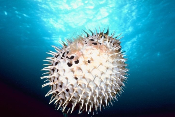 inflated puffer fish pufferfish