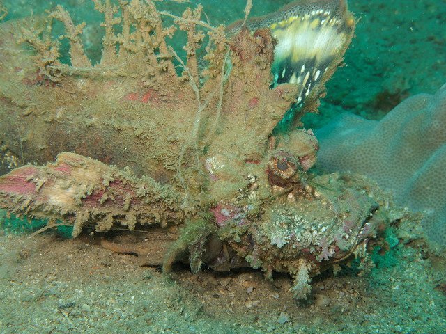 bearded ghoul, inimicus didactylus