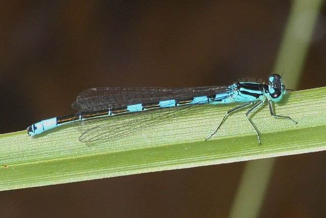 coenagrion_resolutum_j_n_stuart coenagrion resolutum, taiga bluet