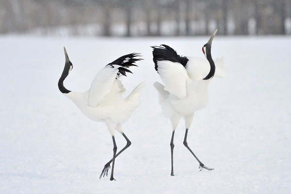 japanese crane