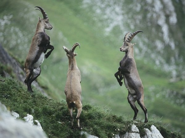 jumping_alpine_ibexes