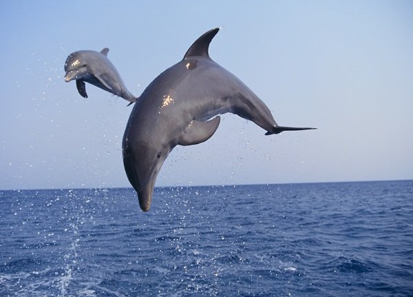 jumping dolphins