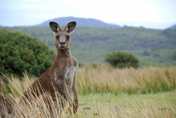 Wild kangaroo in outback