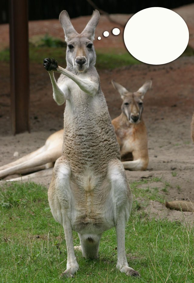 kangaroo caption kangaroo, caption