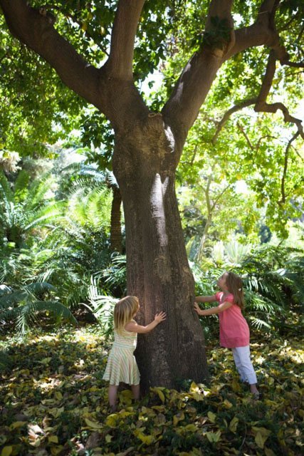 kids_tree