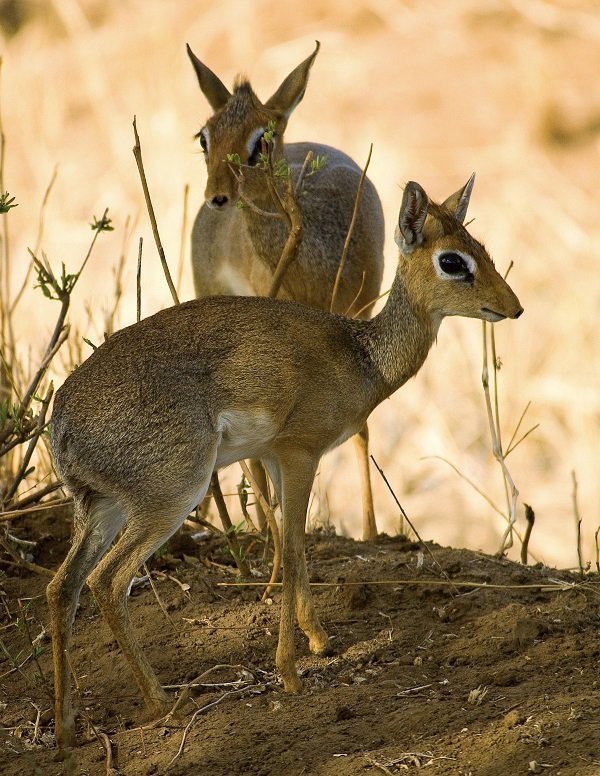 kirks dik-diks